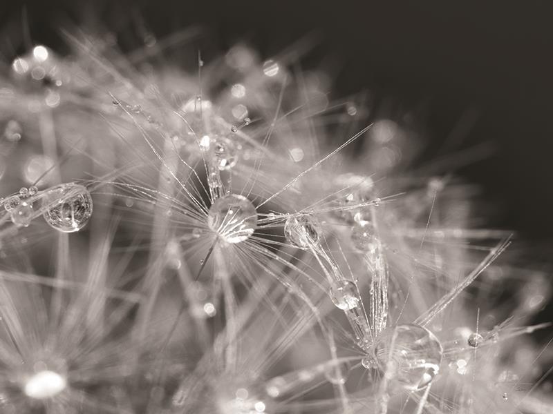 Droplet In Time I By Lori Deiter Giclee Canvas