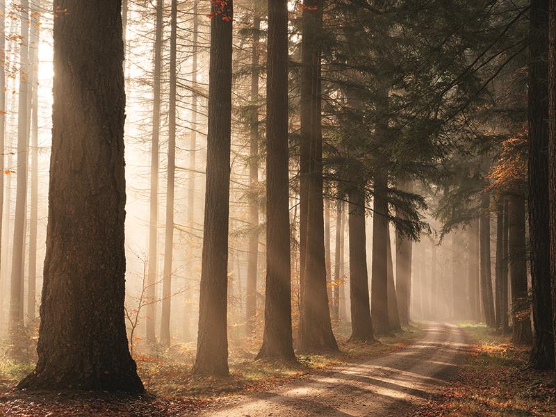 Morning Sunbeam By Martin Podt Photography Giclee Canvas