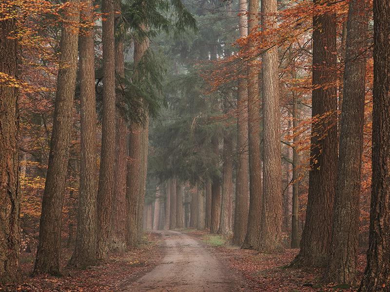 Autumn Pathway By Martin Podt Photography Giclee Canvas