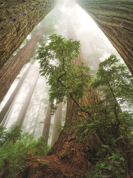 Cathedral Of Nature By Martin Podt Photography Giclee Canvas