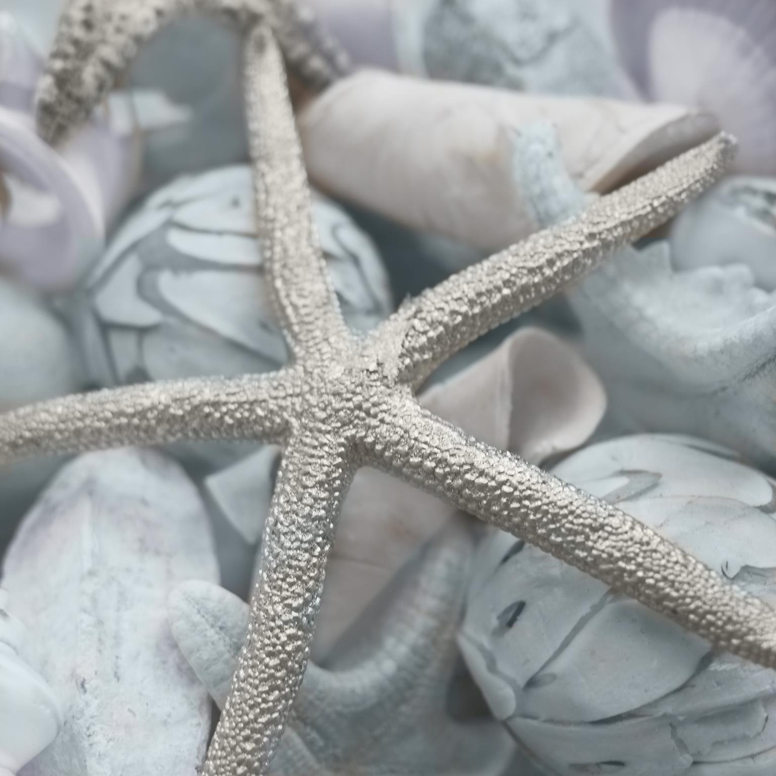 Seashells In Blue I By Susan Bryant Giclee Canvas