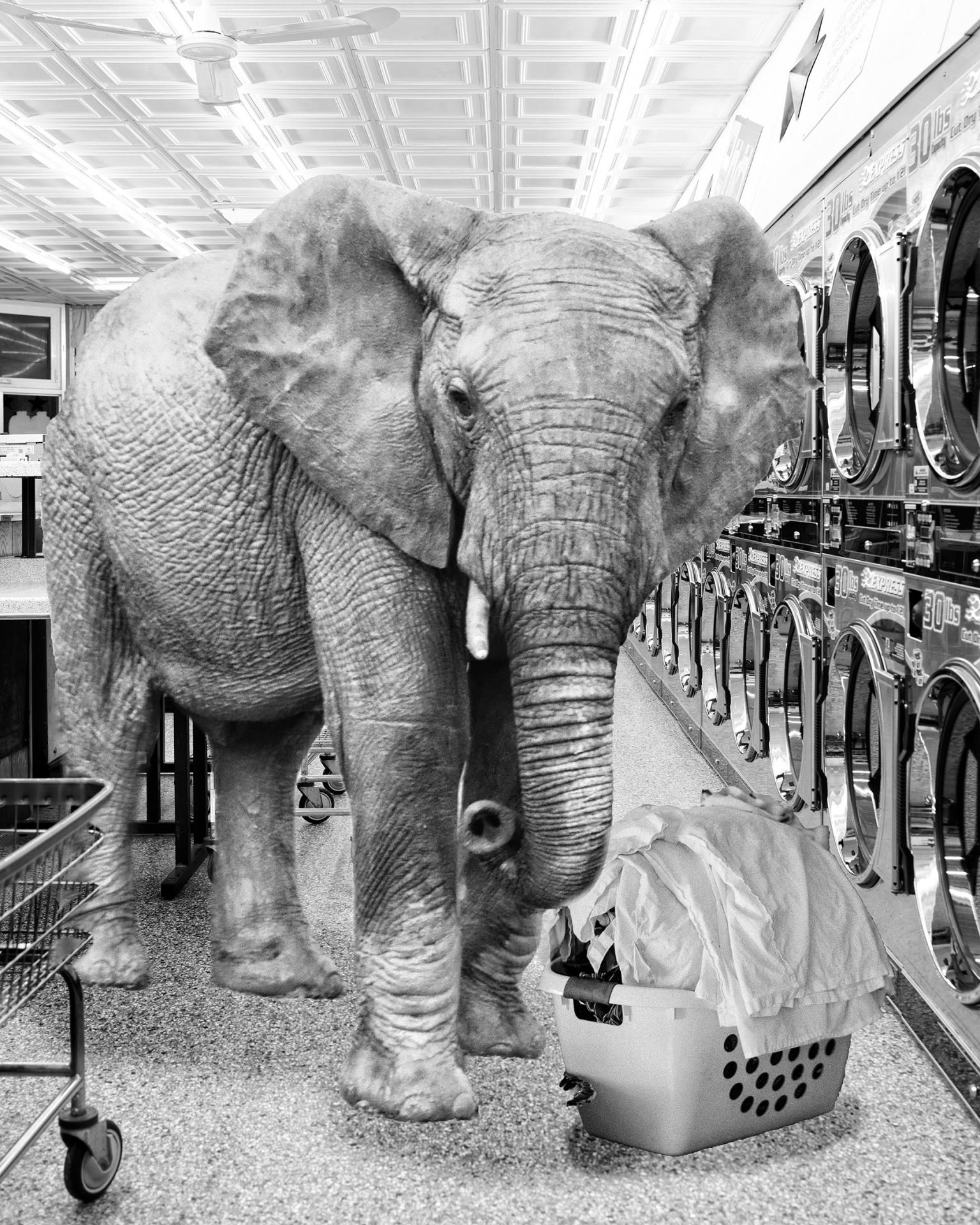 Safari Laundromat Elephant Giclee Canvas