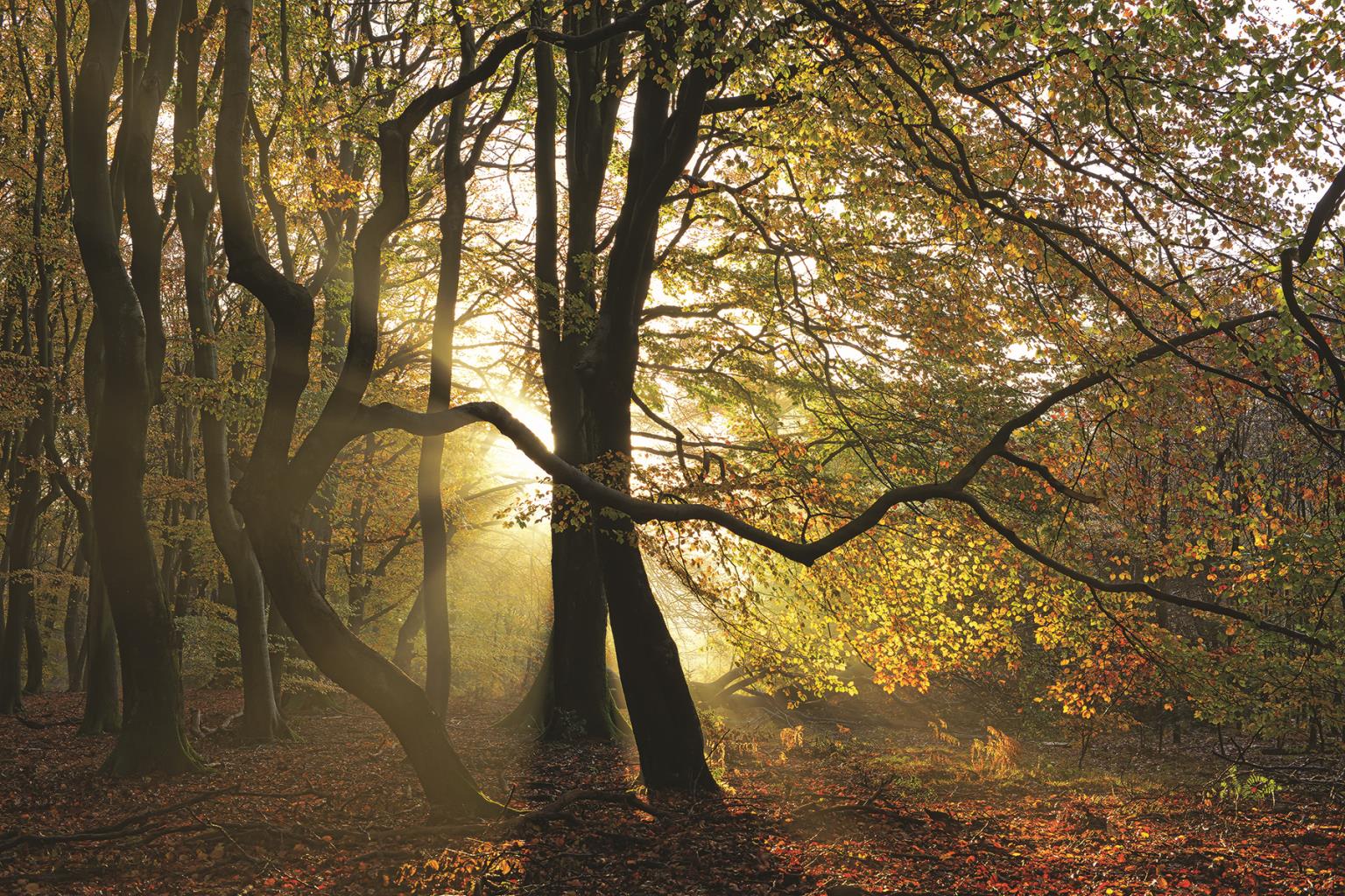 ***Monl*** Share This Dance With Me By Lars Van De Goor  (Small) Giclee Canvas