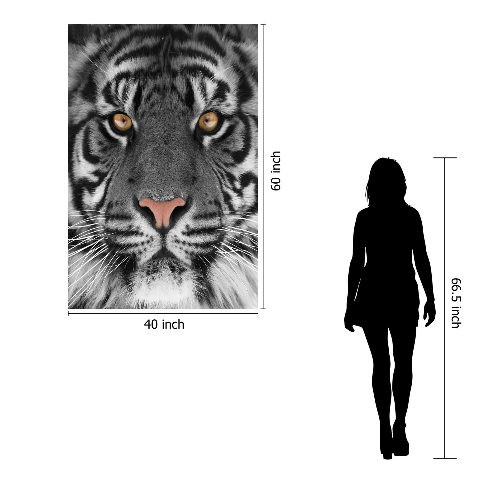 Temp Glass W/Foil - White Tiger Tempered Glass