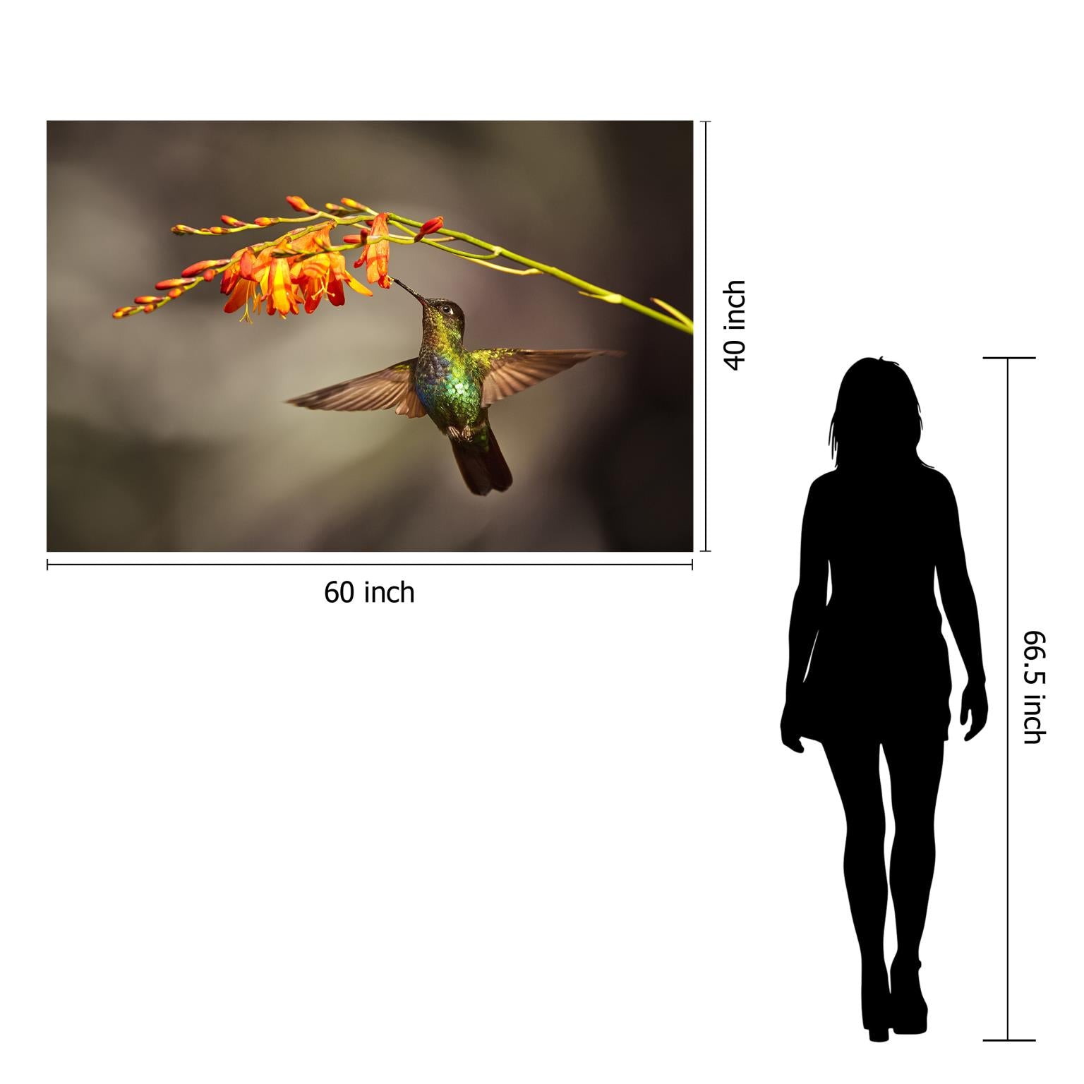 Temp Glass W/Foil - Hummingbird Tempered Glass