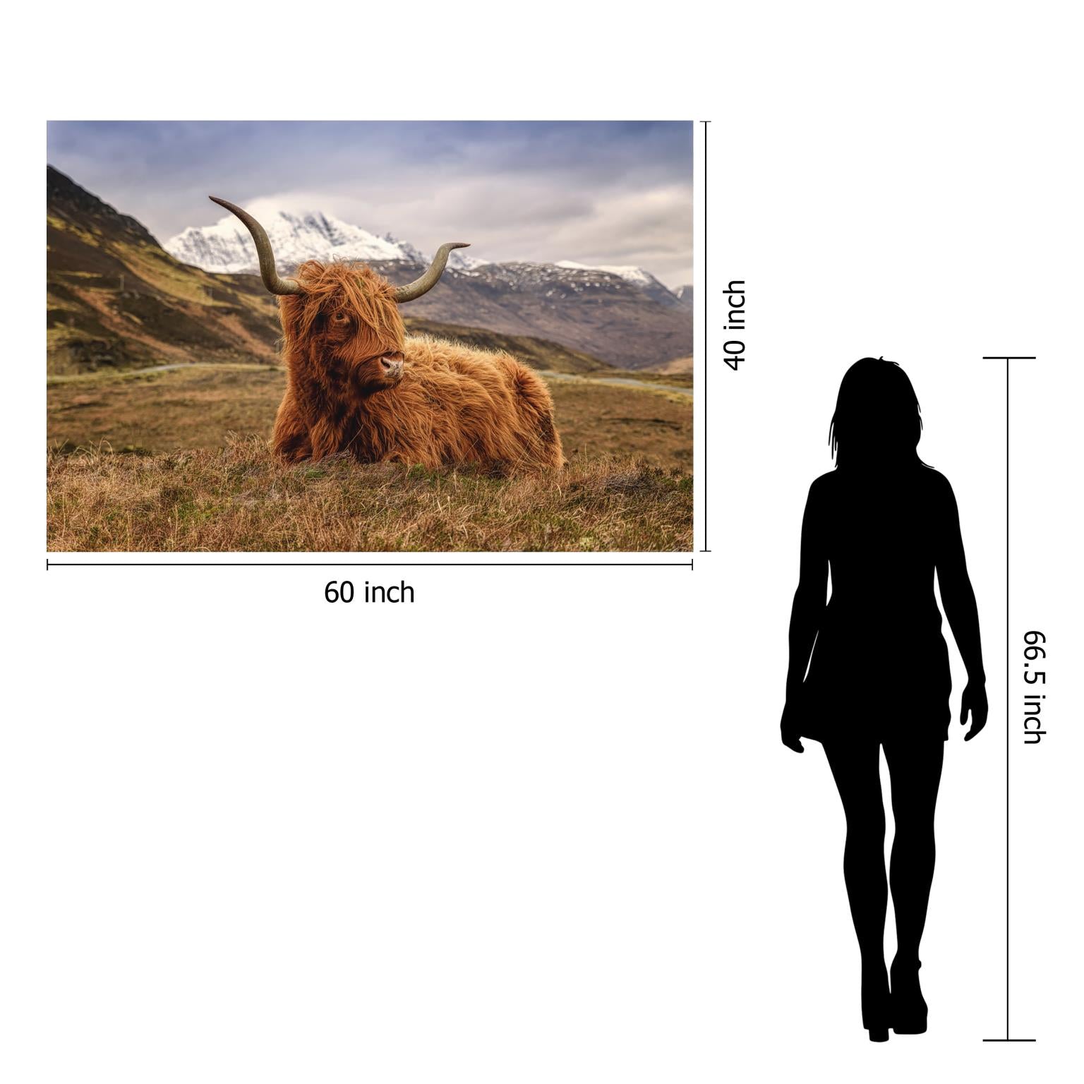 Temp Glass W/Foil - Highland Cow 2 Tempered Glass