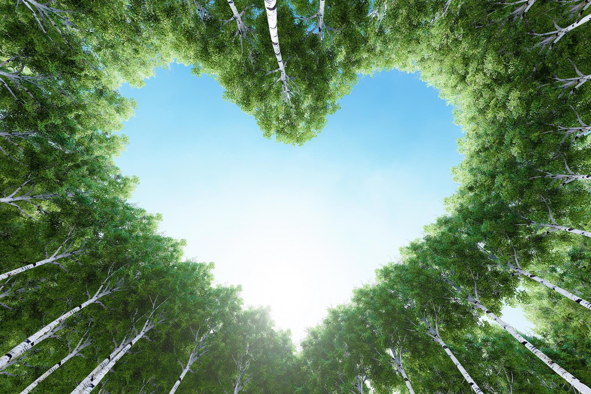 Temp Glass W/ Foil - For The Love Of Trees Tempered Glass